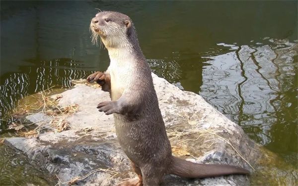 蚂蚁庄园2025年11月23日最新答案 蚂蚁庄园2025年11月23日最新答案