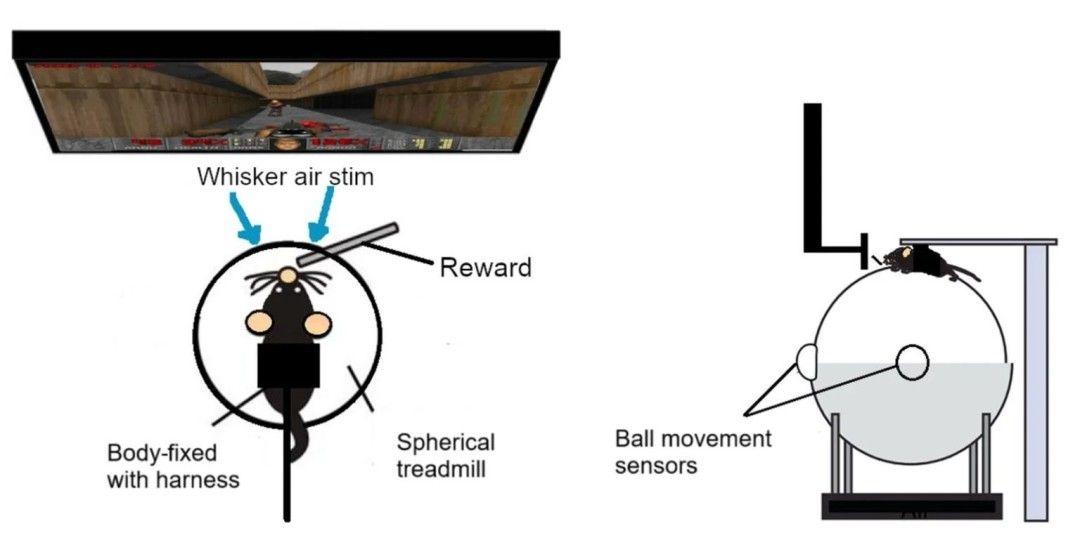 鼠鼠也能玩电子游戏啦！工程师用VR设备训练大鼠畅玩《毁灭战士》
